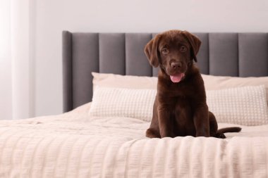 Yumuşak yataktaki tatlı Labrador Retriever çikolatası, mesaj için yer. Sevimli hayvan