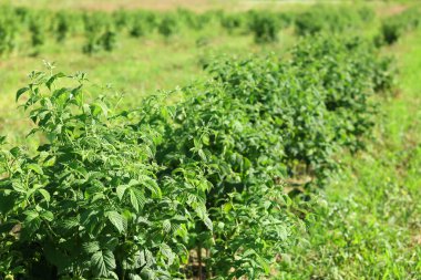 Açık havada yetişen yeşil yapraklı ahududu çalıları.