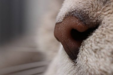 Cat, makro burun fotoğrafı. Sevimli hayvan.