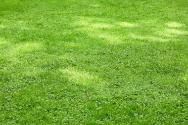 Yazın açık havada taze yeşil çimenler yetişiyor.