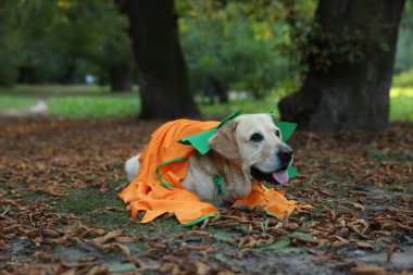 Sonbahar parkında Cadılar Bayramı kostümü giymiş şirin Labrador Retriever köpeği.