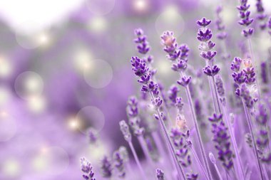 Güzel açan lavanta tarlası, yakın çekim manzarası. Bokeh etkisi