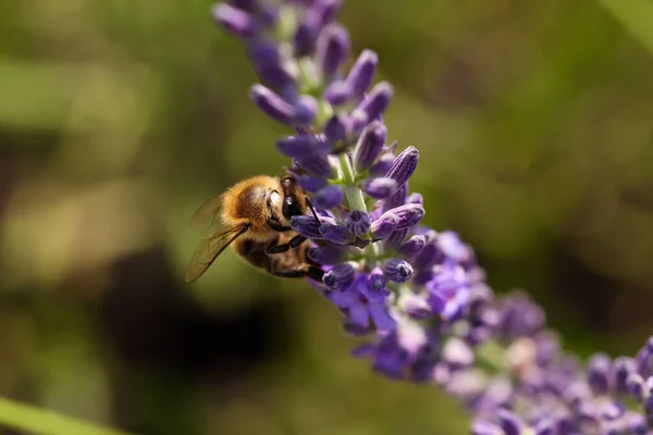 Медовая Пчела Собирает Нектар Красивого Цветка Лаванды Открытом Воздухе Крупным — стоковое фото