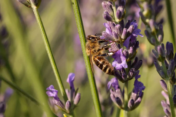 Honeybee Collecting Nectar Beautiful Lavender Flower Outdoors Closeup Space Text — Stock Photo, Image