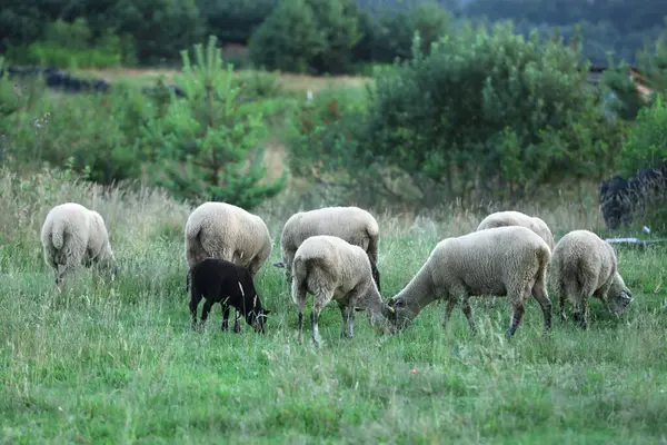 Πολλά Όμορφα Πρόβατα Και Αρνί Βόσκηση Βοσκότοπους Ζώα Εκτροφής — Φωτογραφία Αρχείου