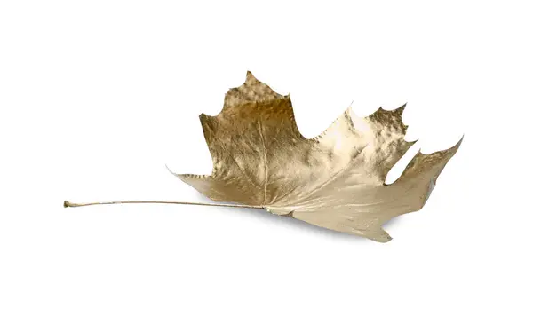 하나의 단풍잎 흰색에 — 스톡 사진