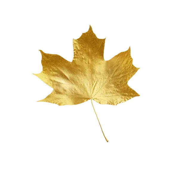 一片金黄的枫叶与白色隔离在一起 秋季季节 — 图库照片