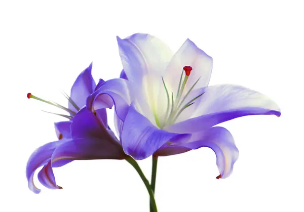 Increíbles Flores Lirio Violeta Aisladas Blanco — Foto de Stock