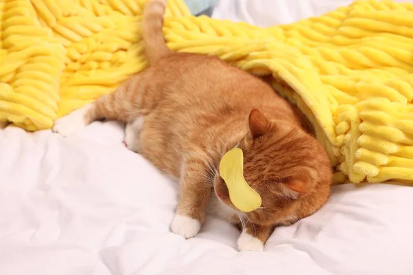 Cute Ginger Cat Sleep Mask Resting Bed — Stock Photo, Image