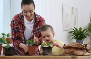 Anne ve kızı, odasındaki ahşap masada birlikte saksılara fidanlar dikiyorlar.