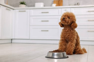 Mutfakta yerde kuru yiyeceklerle beslenme kabının yanında sevimli bir Maltipoo köpeği. Sevimli hayvan