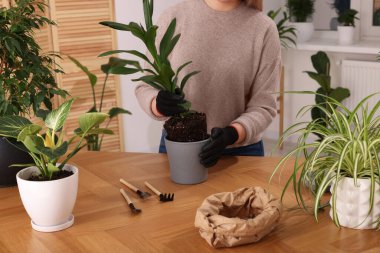 Eldivenli bir kadın, yeni saksıya ev bitkisi naklediyor. Kapalı masa, yakın plan.