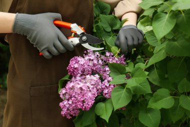 Gardener pruning lilac branch with secateurs outdoors, closeup