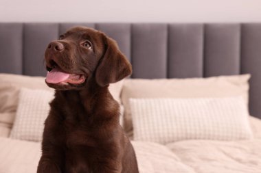 Yumuşak yataktaki tatlı Labrador Retriever çikolatası, mesaj için yer. Sevimli hayvan