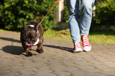 Güzel Fransız Bulldog 'uyla gezen bir kadın, yakın plan.