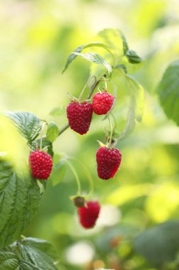 Kırmızı ahududular çalılıklarda büyüyor, yakın plan.