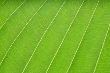 Arkaplan olarak yeşil yaprağın makro fotoğrafı