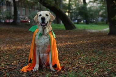 Sonbahar parkında Cadılar Bayramı kostümü giyen şirin Labrador Retriever köpeği. Metin için boşluk