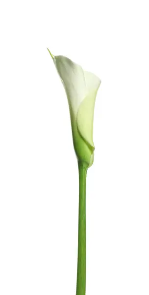 Gyönyörű Kála Liliom Virág Fehér Háttér — Stock Fotó