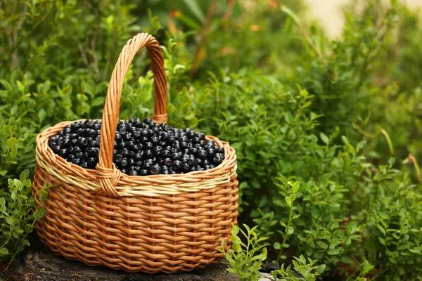 Wicker Basket Bilberries Green Grass Outdoors Space Text — Stock Photo, Image