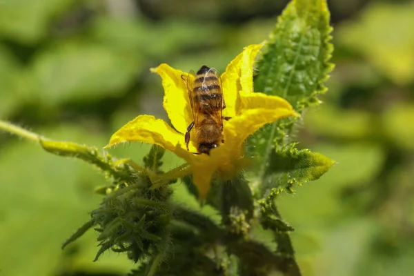 Včela Sbírající Nektar Žlutého Květu Venku Detailní Záběr — Stock fotografie