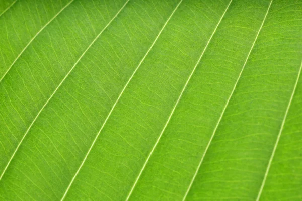 Макрофото Зеленого Листа Качестве Фона — стоковое фото