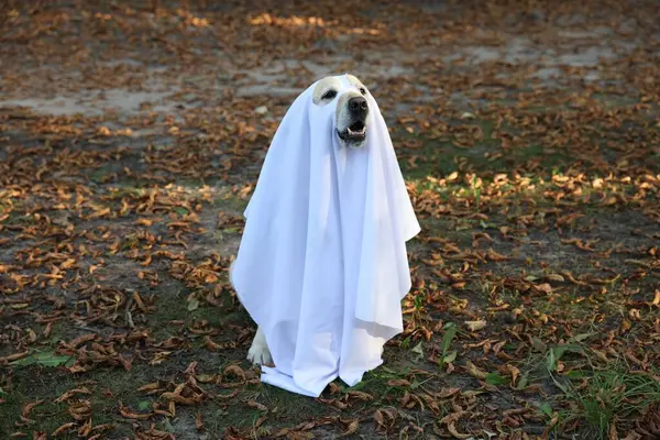 Lindo Perro Labrador Retriever Vestido Fantasma Parque Otoño Halloween — Foto de Stock
