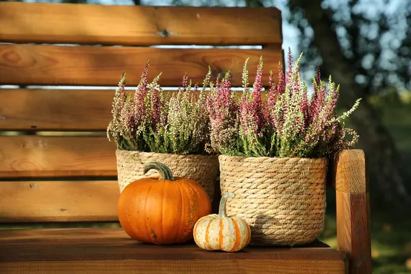 Beautiful Heather Flowers Pots Pumpkins Wooden Bench Outdoors — Stock Photo, Image