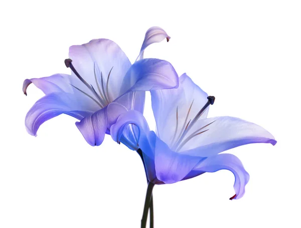 Increíbles Flores Lirio Colores Azul Violeta Aisladas Blanco — Foto de Stock