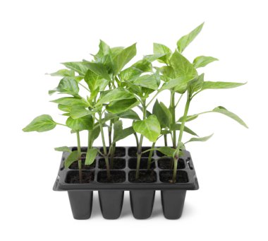 Plastik kabın içinde büyüyen tohumlar ve beyazın üzerinde izole edilmiş toprak. Bahçe sezonu