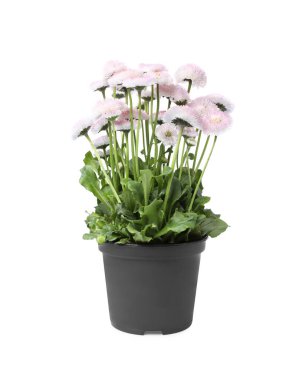 Güzel çiçek açan papatya çiçeği tencerede yalıtılmış beyaz