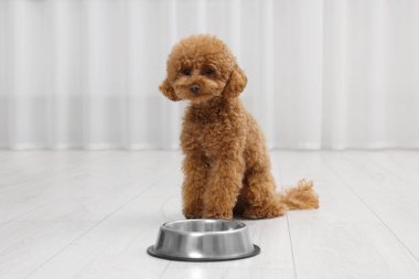 Evdeki yemek kasesinin yanında sevimli bir Maltipoo köpeği var. Sevimli hayvan