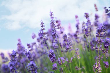 Güzel açan lavanta tarlada büyüyor, yakın plan. Metin için boşluk