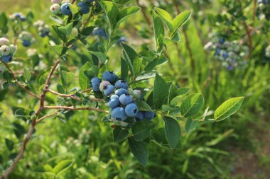 Bush of wild blueberry with berries growing outdoors