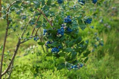 Bush of wild blueberry with berries growing outdoors