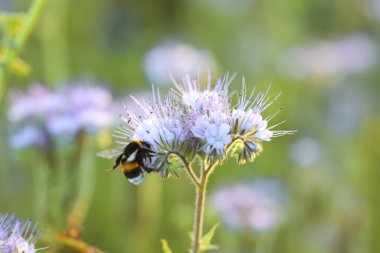 Yaban arısı yaz mevsiminde çayırda açmakta olan güzel çiçekleri yakından takip ediyor.