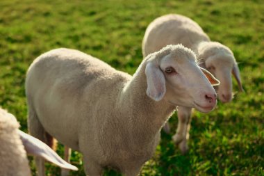 Güneşli bir günde dışarıda otlayan sevimli koyunlar. Çiftlik hayvanları