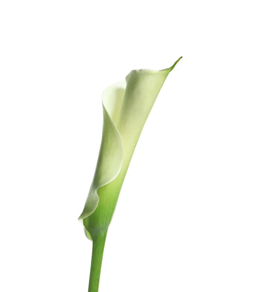 Vacker Kalla Lilja Blomma Vit Bakgrund — Stockfoto