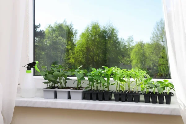 Seedlings Growing Plastic Containers Soil Spray Bottle Windowsill Indoors — Stock Photo, Image