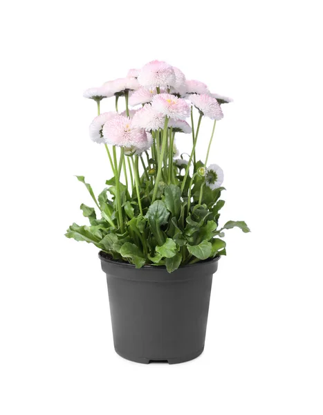 Bela Flor Margarida Florescendo Vaso Isolado Branco — Fotografia de Stock