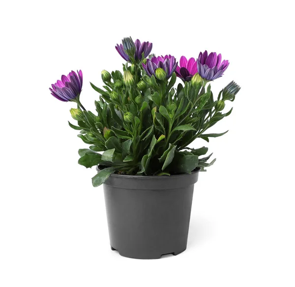 Hermosa Flor Púrpura Maceta Aislada Blanco — Foto de Stock