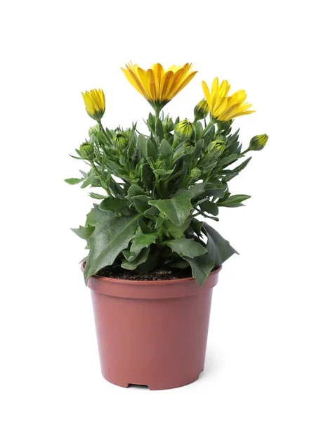白で隔離された鍋の美しい咲く黄色い花 — ストック写真