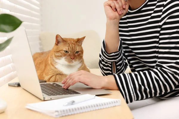 在家里用笔记本电脑工作的女人 特写镜头 可爱的猫躺在靠近主人的木制桌子上 — 图库照片