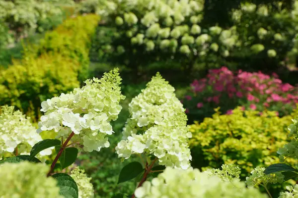 Bahçede Büyüyen Beyaz Çiçekli Güzel Ortancalar — Stok fotoğraf