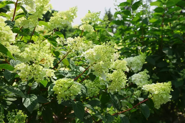 Belle Hortensia Avec Des Fleurs Blanches Fleurs Poussant Dans Jardin — Photo