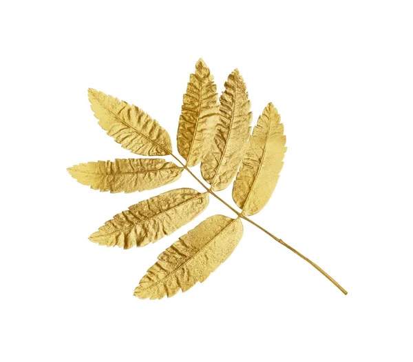Твиг Золотых Рябины Листья Изолированы Белом Осенний Сезон — стоковое фото