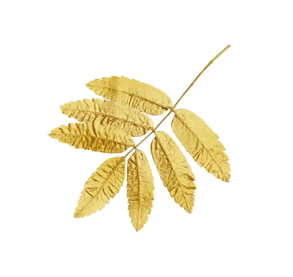 Klacek Zlatých Listů Jeřábu Izolovaných Bílém Podzimní Období — Stock fotografie