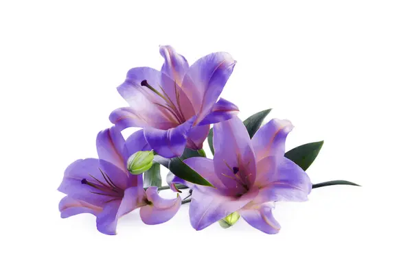 Increíbles Flores Lirio Colores Azul Violeta Aisladas Blanco — Foto de Stock