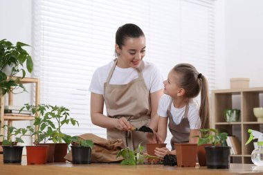 Anne ve kızı demliğe fidanlar ekiyor. Odanın ahşap masasında.