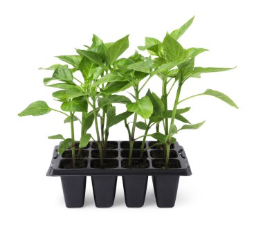 Seedlings growing in plastic container with soil isolated on white. Gardening season clipart